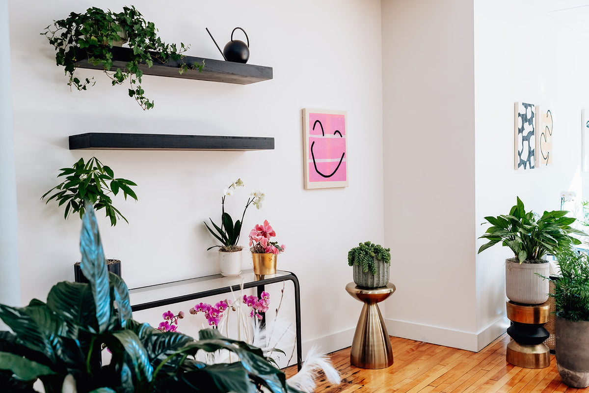 Indoor plant installation & maintenance
