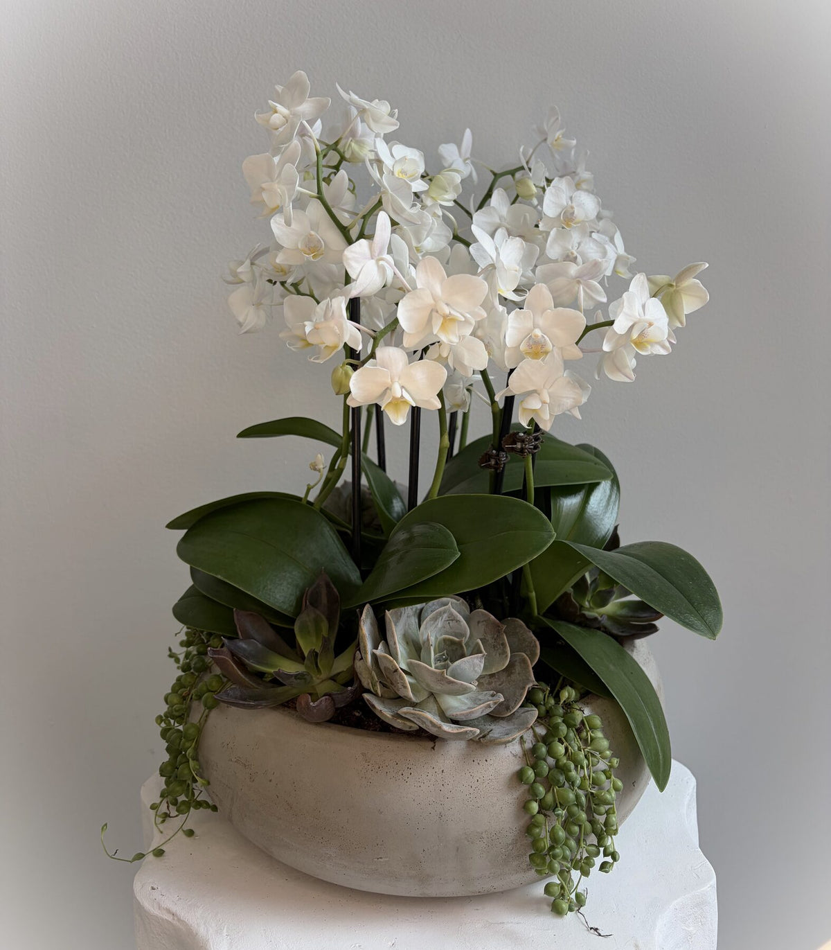 Living green, chosen for your space